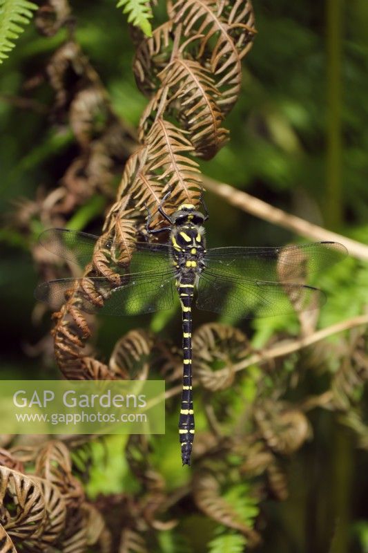 golden-ringed dragonfly - Cordulegaster boltonii resting on Bracken