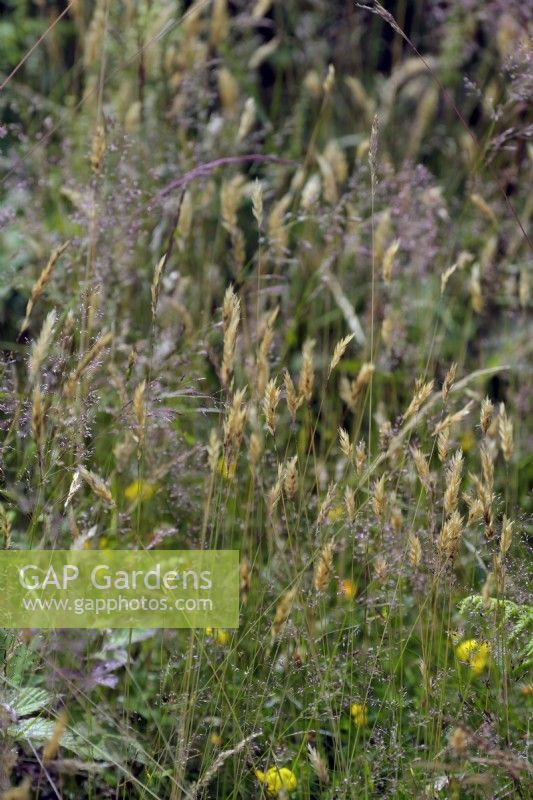Sweet vernal grass - Anthoxanthum odoratum in July