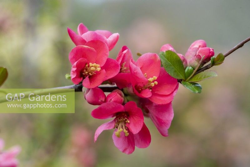 Chaenomeles speciosa 'Umbilicata', Japanese quince, a thorny, deciduous, wide-spreading shrub with clusters of pretty flowers in spring, followed by fruits.