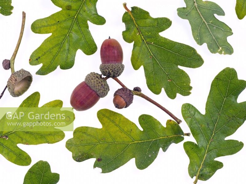 Quercus robur - Acorns and leaves October