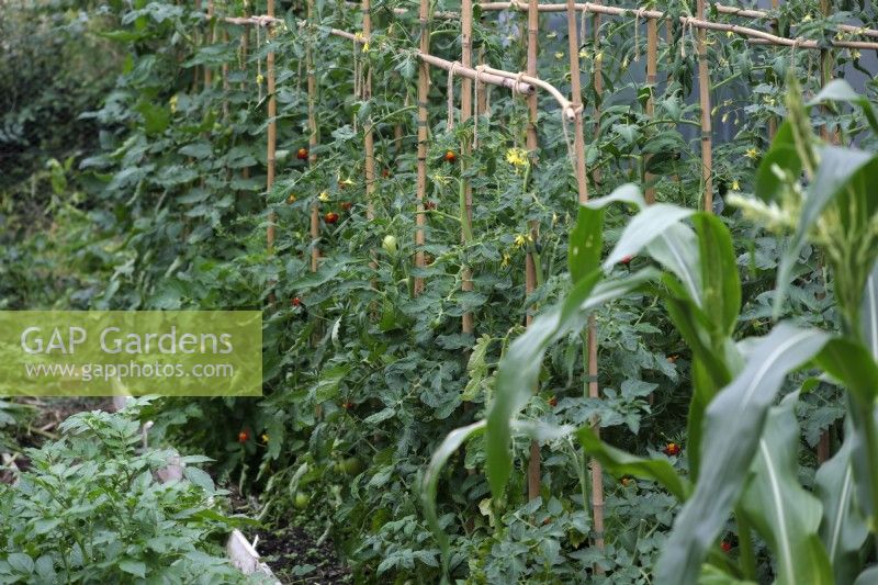 Tomato crop - Solanum lycopersicum supported by bamboo cane structure and interplanted with Tagetes to control and inhibit whitefly - Trialeurodes vaporariorum