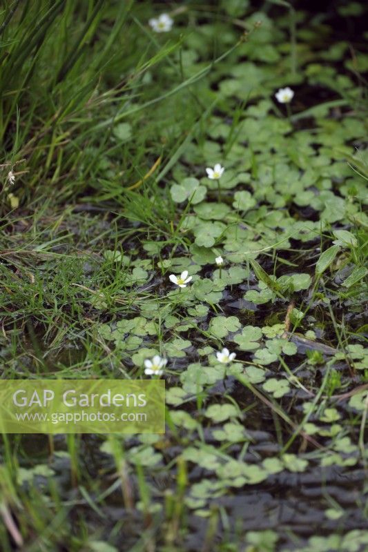 Ranunculus peltatus - Pond Water Crowfoot on Dartmoor, UK
