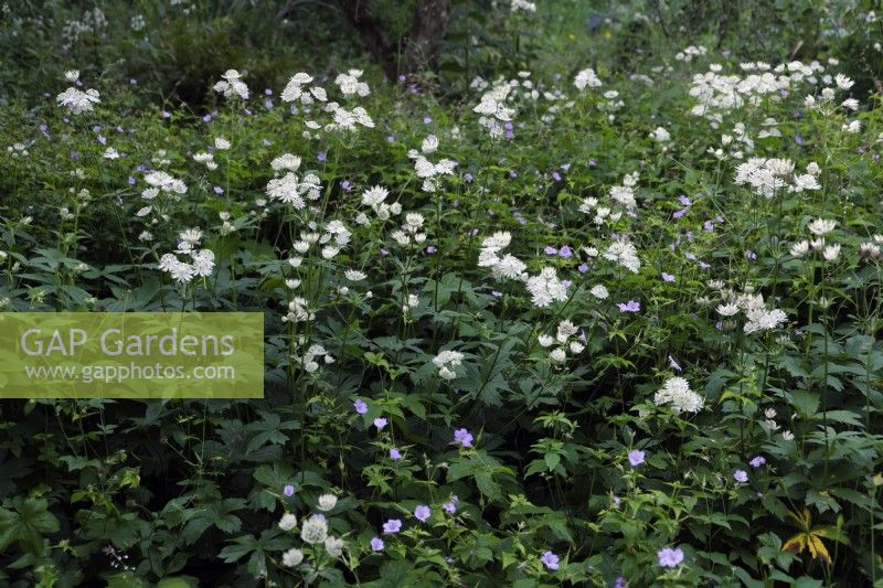 Shade planting of Geranium nodosum Svelte Lilac and the honey scented Astrantia major