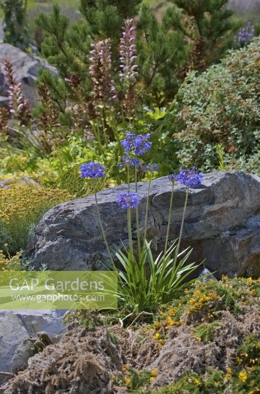 Rock garden with Agapanthus, Acanthus and evergreen shrubs
