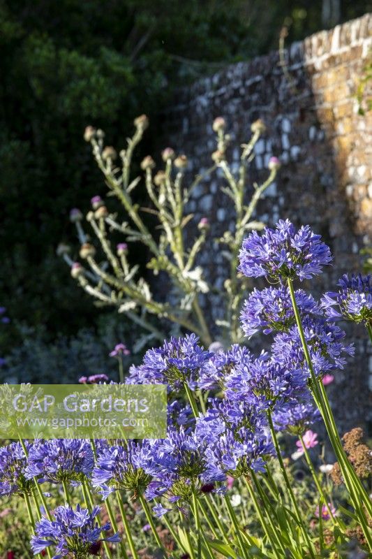 Agapanthus sp. in sheltered border with brick wall behind