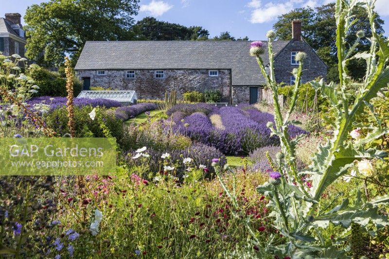 Bee friendly garden with rows of Lavender and Lychnis coronaria, Rose Campion, Ammi majus, Onopordum acanthium, Scotch Thistle and foxgove seed heads in mid summer