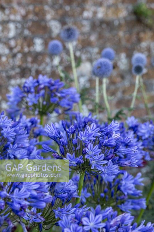 Agapanthus sp. with Globe Thistle behind