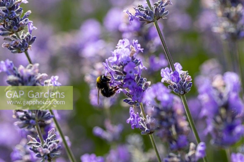 Bumble bee on a Lavender stalk
