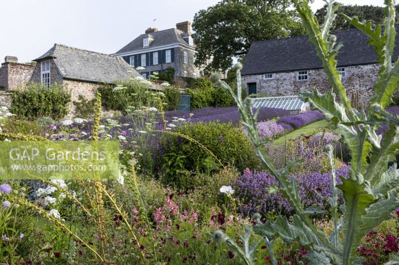 Bee friendly garden with rows of Lavender and Ammi majus, Onopordum acanthium, Scotch thistle and foxgove seed heads in mid summer.  Rows of Lavender behind.