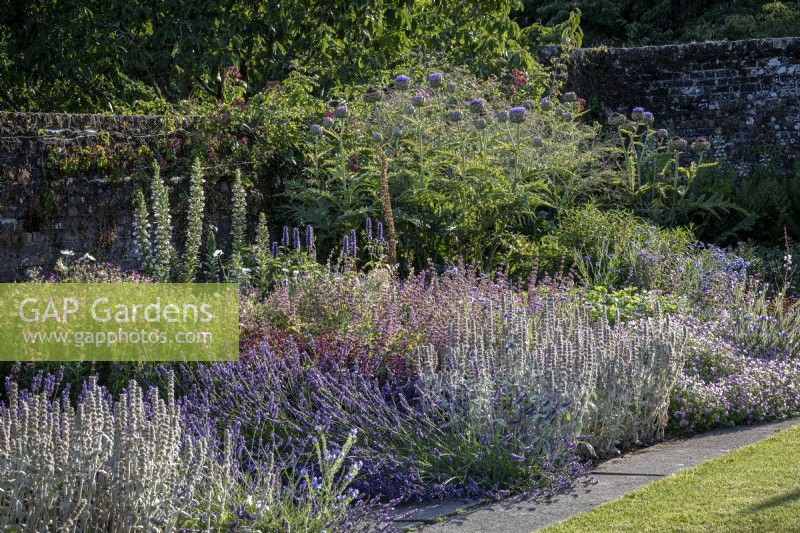 Deep, tiered,blue themed summer borders showing height of Cardoons, Stachys byzantina and Lavender