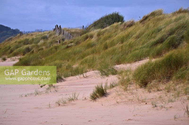Ammophila arenaria - Marram grass is used to stabilise coast dunes - here at Dawlish Warren, Devon UK