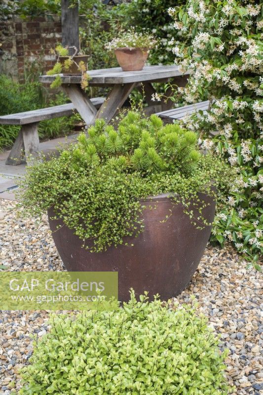 Large stoneware container with Pinus Mugo and Muehlenbeckia complexa