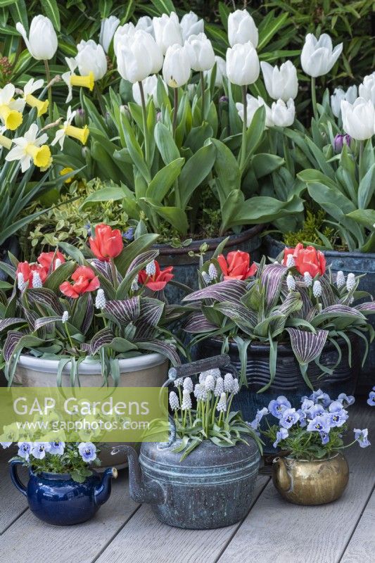 Pots planted with white Tulipa 'Diana', red Greigii tulips, Viola 'Sorbet Marina' and, in a copper kettle, Muscari 'Siberian Tiger'.