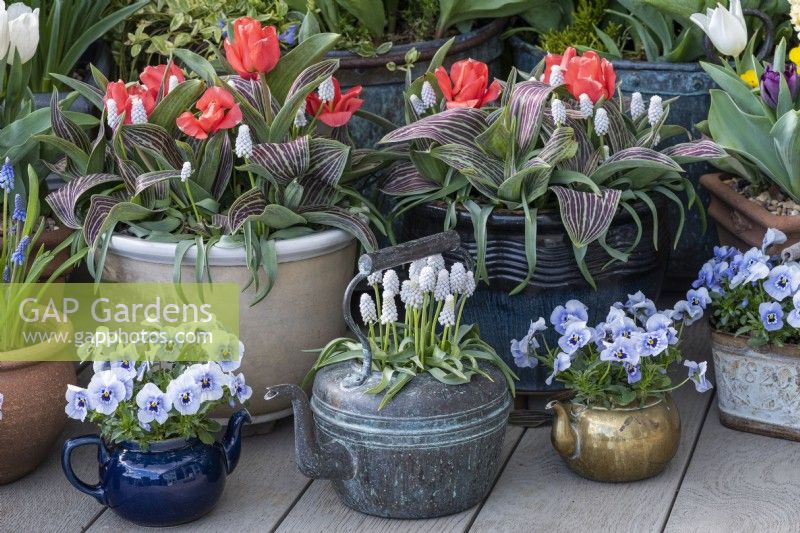 Pots planted with red Greigii tulips, Viola 'Sorbet Marina' and, in a copper kettle, Muscari 'Siberian Tiger'.