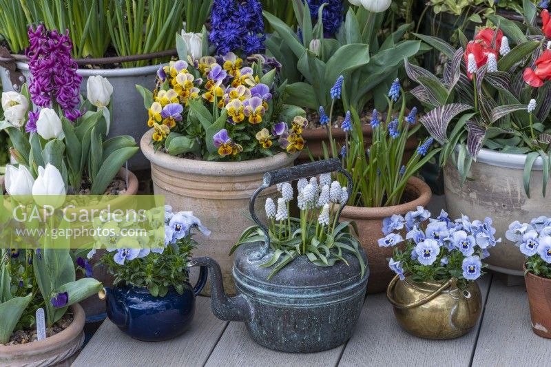 A copper kettle planted with white grape hyacinths, Muscari 'Siberian Tiger', flanked by teapots of Viola 'Sorbet Marina'.