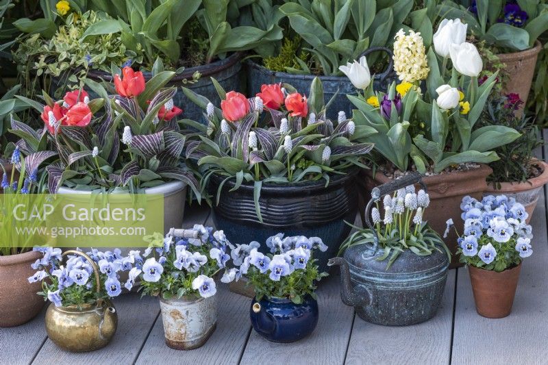 A copper kettle planted with Muscari 'Siberian Tiger', flanked by teapots of Viola 'Sorbet Marina'. Behind, red Greigii tulips mixed with white grape hyacinths.