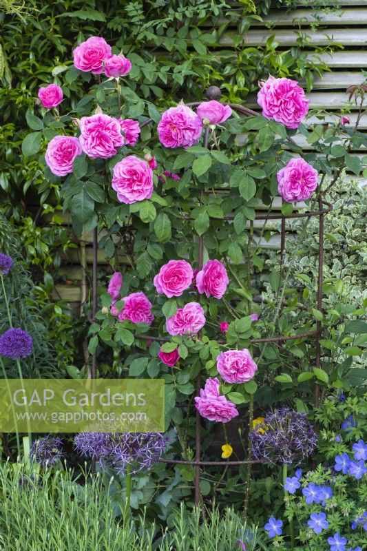 Trained on an obelisk, Rosa 'Gertrude Jekyll', a very fragrant David Austin rose bred in 1986, one of the first to flower each season.