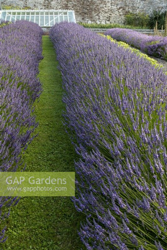 Bee-friendly garden with rows of Lavender in mid summer