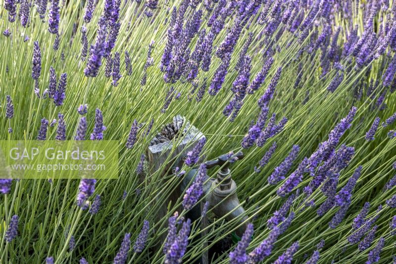 Watering stand pipe hidden in row of Lavender plants