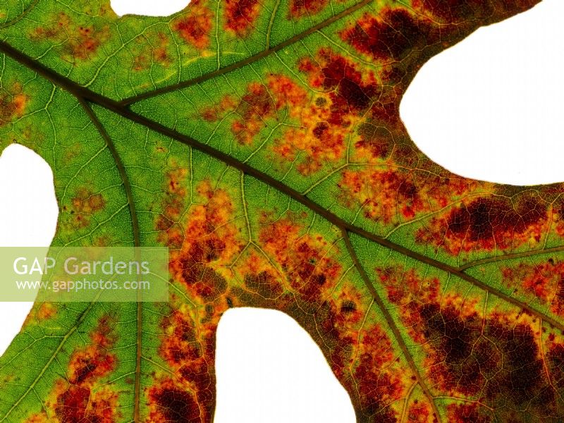 Close up of Leaves of Red Oak Quercus borealis  in Autumn 