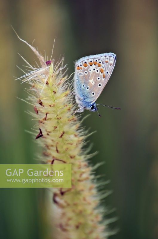 Common Blue Butterfly - Polyommatus icarus resting on a grass - Pennisetum macrourum