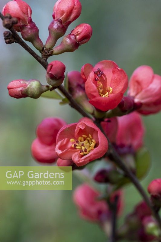 Chaenomeles speciosa 'Friesdorfer', Japanese quince, a thorny, deciduous, wide-spreading shrub with clusters of pretty flowers in spring.
