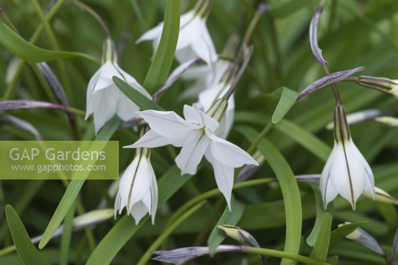 Ipheion 'Alberto Castillo', star flower, a small bulb flowering in late winter with foliage that smells of onions.