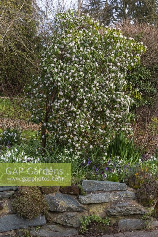 Daphne bholua 'Spring Herald', a highly scented, semi-evergreen shrub that flowers in winter from February. Planted in a winter border with snowdrops, cyclamen, crocuses and reticulata irises.