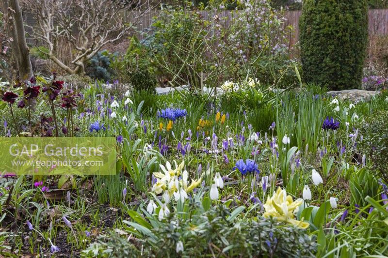A winter border with different varieties of snowdrops, Cyclamen coum,  crocuses, hellebores and reticulata irises.