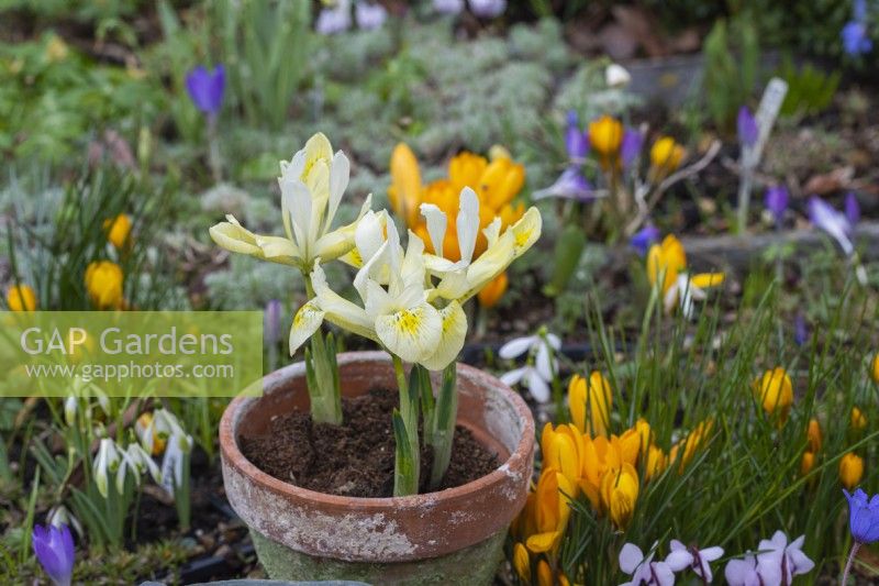 Iris histrioides 'Katharine's Gold', a reticulata iris, a winter flowering bulb, in January and February