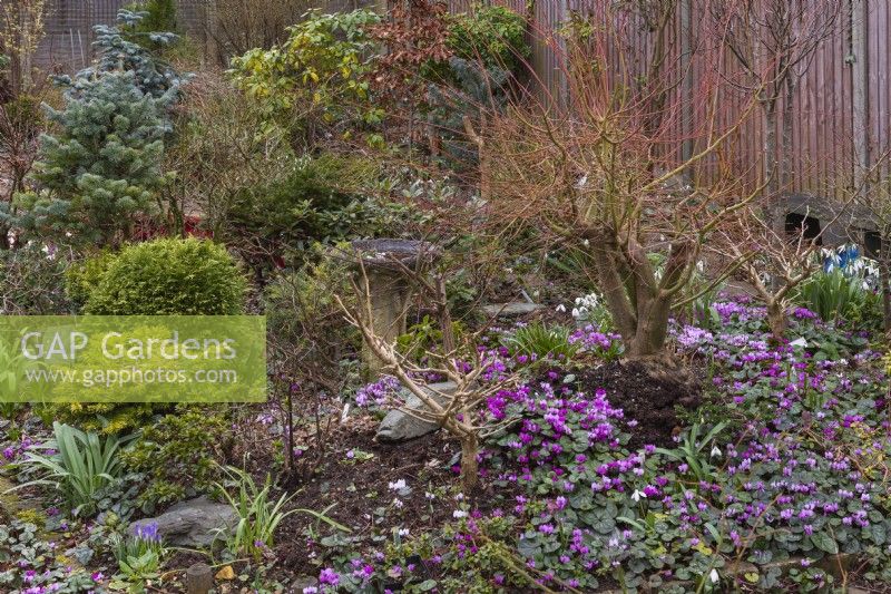 A Japanese style garden in midwinter with carpets of cyclamen coum, evergreen dwarf conifers, winter stems, and snowdrops.
