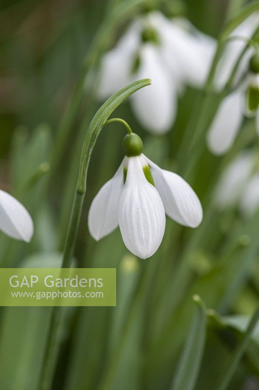 Galanthus 'Melanie Broughton', a mid to late season snowdrop with rounded,  chunky flowers on tall stems above broad, strap-like leaves.