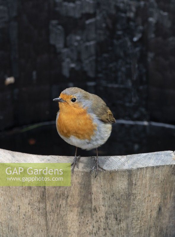 Robin red breast, Erithacus rubecula.