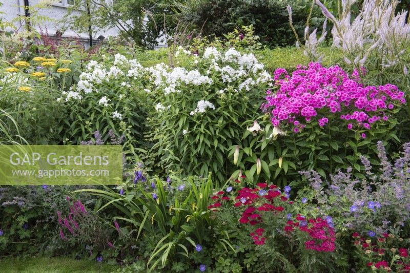 Clumps of pink Phlox paniculata 'Herbstwalzer' and 'White Admiral', border phlox, in a border with lilies, hardy geranium and red achillea.