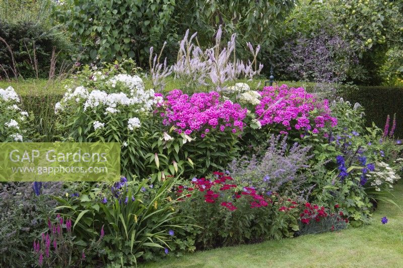 Clumps of pink Phlox paniculata 'Herbstwalzer' and 'White Admiral', border phlox, in a border with lilies, hardy geranium, thalictrum and red achillea.