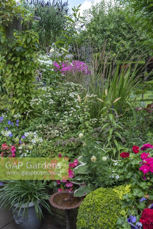 Late summer containers planted with begonias, agapanthus and geraniums, against a backdrop of grasses and white astrantia.