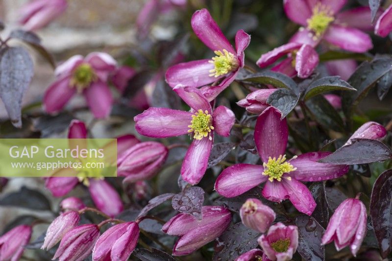 Clematis 'Warwickshire Rose', a vigorous clematis with bronze tinted foliage, flowering in April.