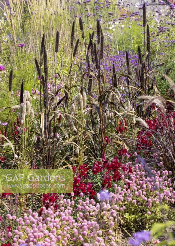 Annual mix with Pennisetum, summer July