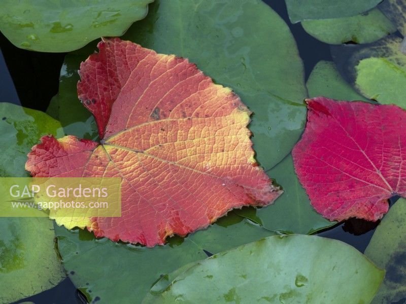Fallen leaves of Vitis coignetiae - Crimson Glory Vine in garden pond