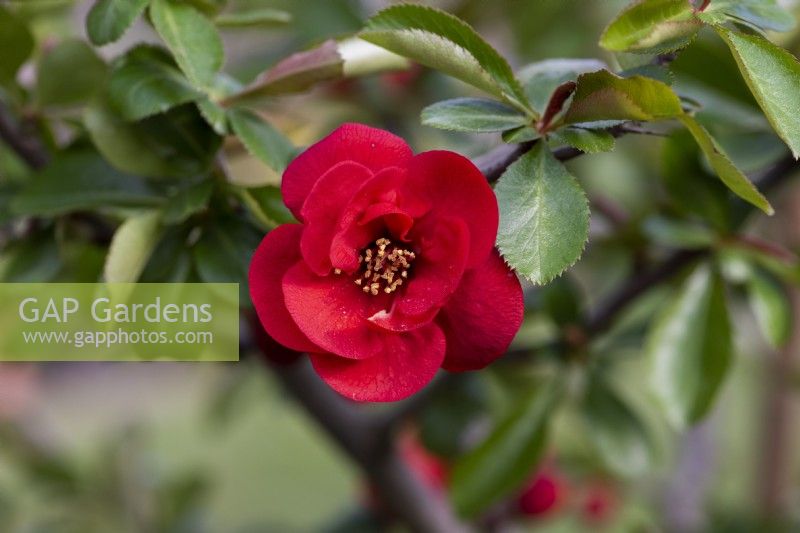 Chaenomeles x superba 'Fire Dance',Japanese or flowering quince, a thorny, deciduous, wide-spreading shrub with clusters of pretty flowers in spring.