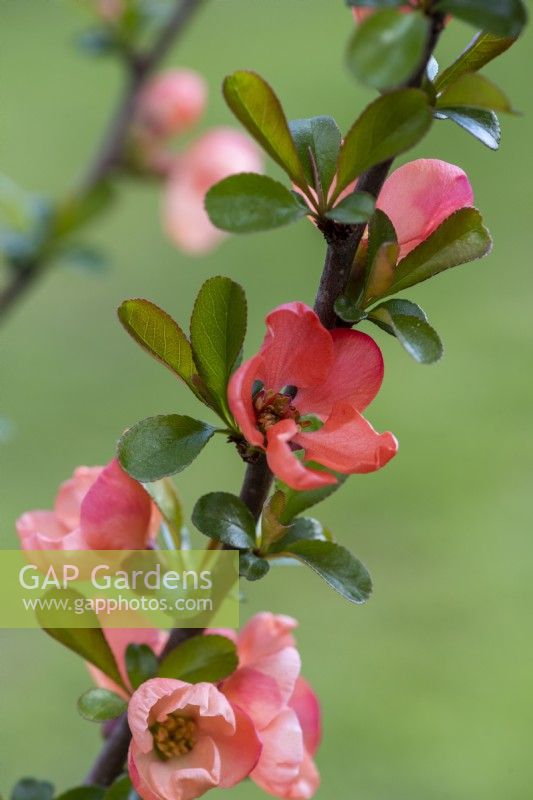 Chaenomeles x superba 'Salmon Horizon', Japanese or flowering quince, a thorny, deciduous, wide-spreading shrub with clusters of pretty flowers in spring.