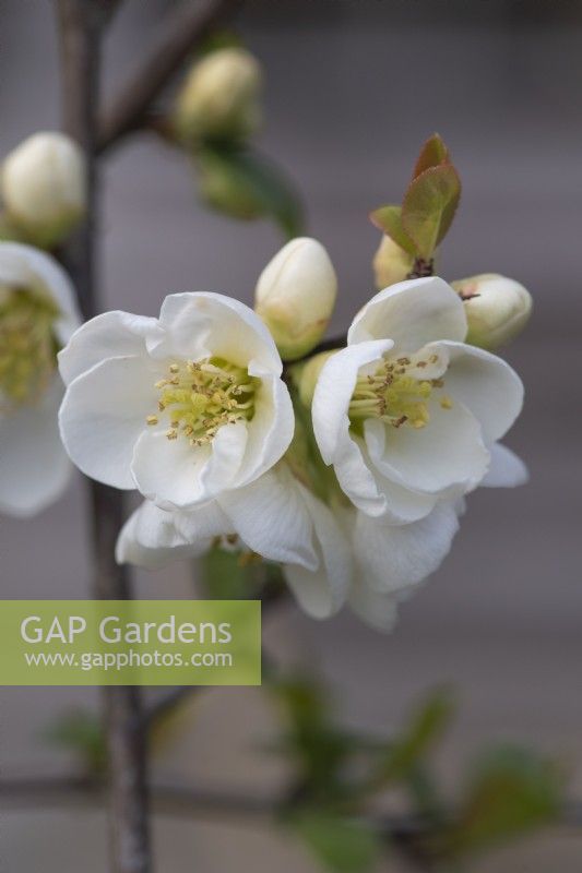 Chaenomeles speciosa 'Nivalis', Japanese quince, a thorny, deciduous, wide-spreading shrub with clusters of pretty flowers in spring.