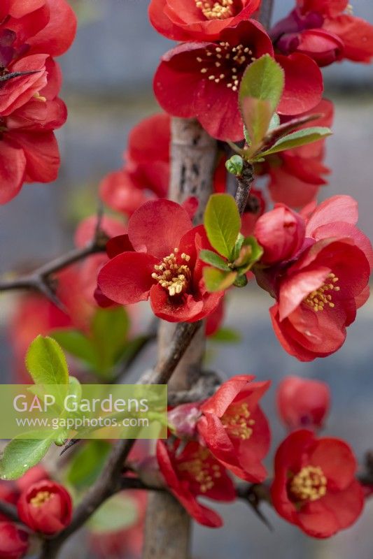 Chaenomeles x superba 'Rowallane', Japanese or flowering quince, a thorny, deciduous, wide-spreading shrub with clusters of pretty flowers in spring.