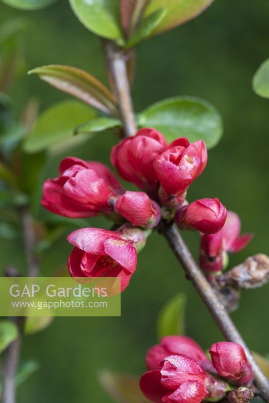 Chaenomeles x superba 'Fusion', Japanese or flowering quince, a thorny, deciduous, wide-spreading shrub with clusters of pretty flowers in spring.