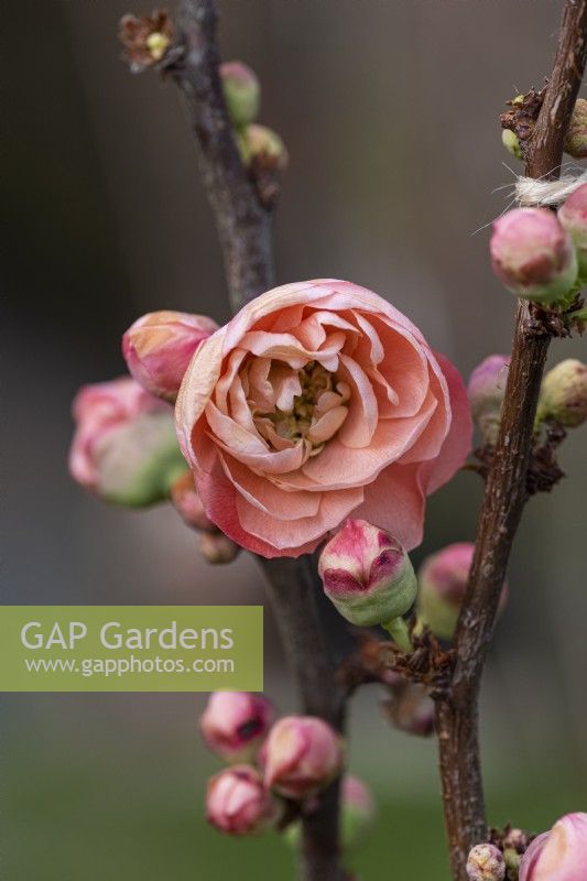 Chaenomeles 'Mango Storm',Japanese or flowering quince, a  deciduous, wide-spreading shrub with clusters of pretty treble flowers in spring.
