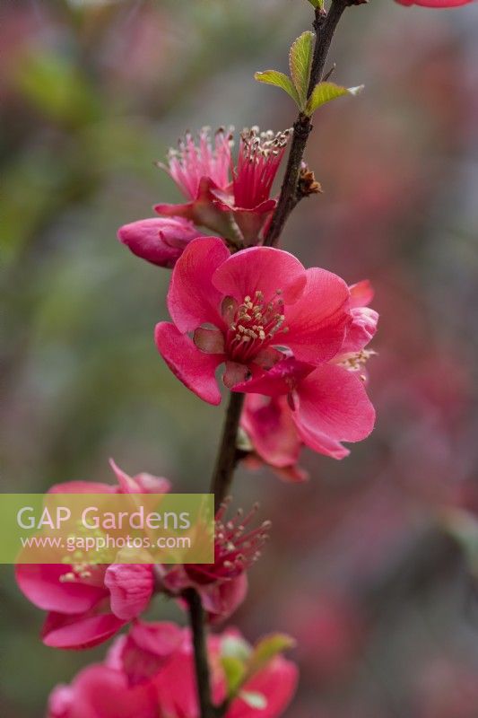Chaenomeles speciosa, Japanese quince, a thorny, deciduous, wide-spreading shrub with clusters of pretty flowers in spring.