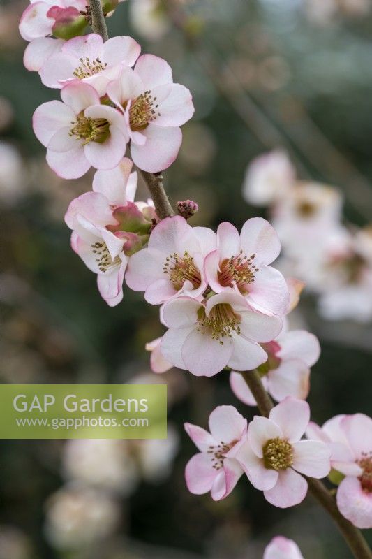 Chaenomeles speciosa 'Flocon Rose', Japanese quince, a thorny, deciduous, wide-spreading shrub with clusters of pretty flowers in spring.