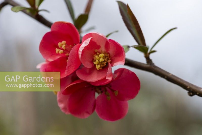 Chaenomeles  speciosa 'Cardinalis', Japanese quince, a deciduous, wide-spreading shrub with clusters of pretty flowers in spring.