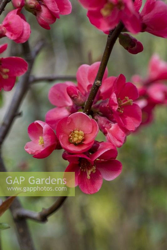 Chaenomeles  speciosa 'Cardinalis', Japanese quince, a thorny, deciduous, wide-spreading shrub with clusters of pretty flowers in spring.