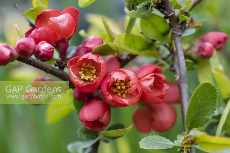 Chaenomeles 'Kin-jishi', Japanese quince, a thorny, deciduous, wide-spreading shrub with clusters of pretty flowers in spring.